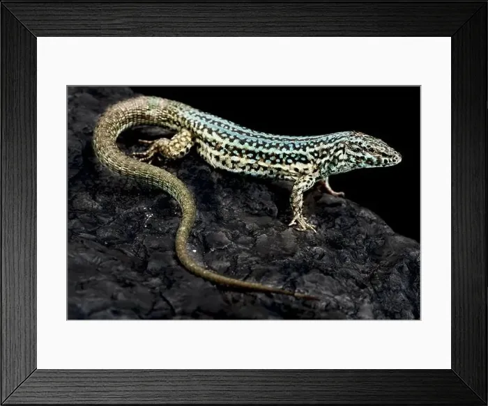 Framed Print : Formentera lizard (Podarcis pityusensis) Framed Print : Formentera lizard (Podarcis pityusensis)