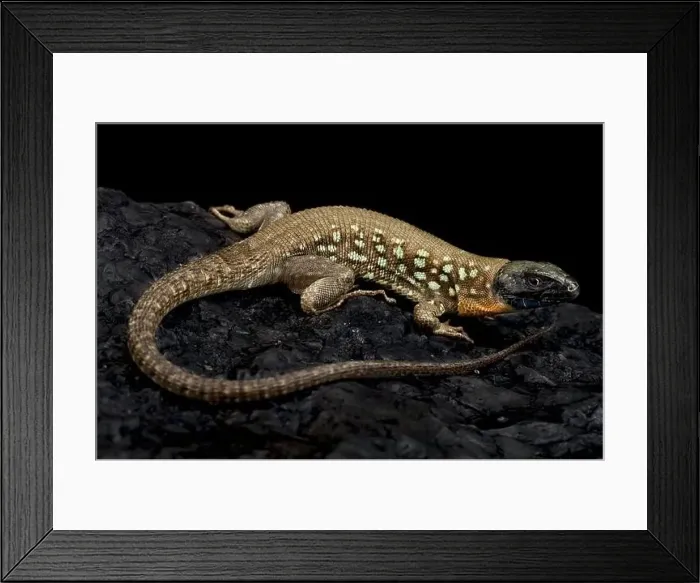 Framed Print : Kurdistanian occulted lizard (Timon kurdistanicus) Framed Print : Kurdistanian occulted lizard (Timon kurdistanicus)