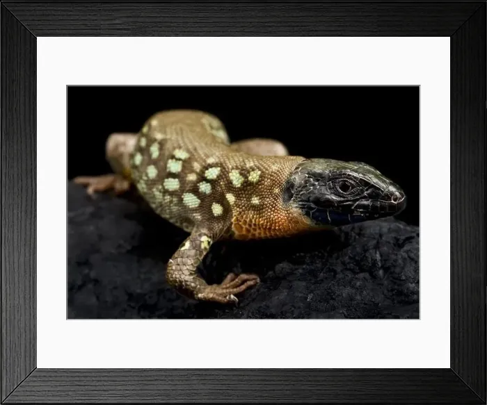 Framed Print : Kurdistanian occulted lizard (Timon kurdistanicus) Framed Print : Kurdistanian occulted lizard (Timon kurdistanicus)