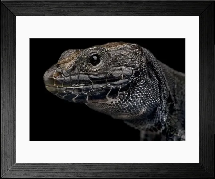 Framed Print : Melanistic occulted lizard (Timon lepidus) Framed Print : Melanistic occulted lizard (Timon lepidus)