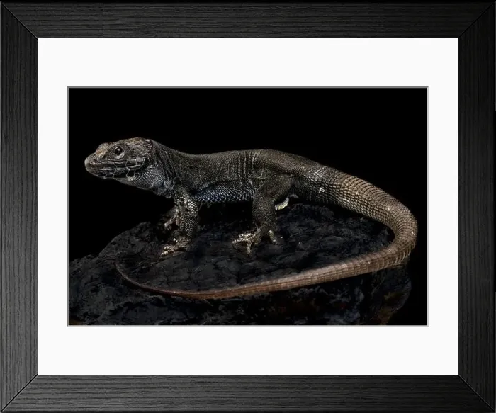 Framed Print : Melanistic occulted lizard (Timon lepidus) Framed Print : Melanistic occulted lizard (Timon lepidus)