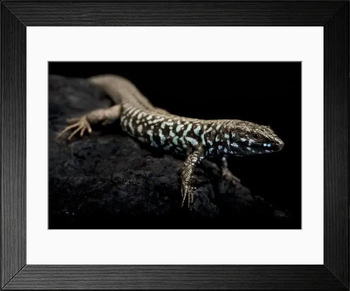 Framed Print : Milos wall lizard (Podarcis milensis) Framed Print : Milos wall lizard (Podarcis milensis)
