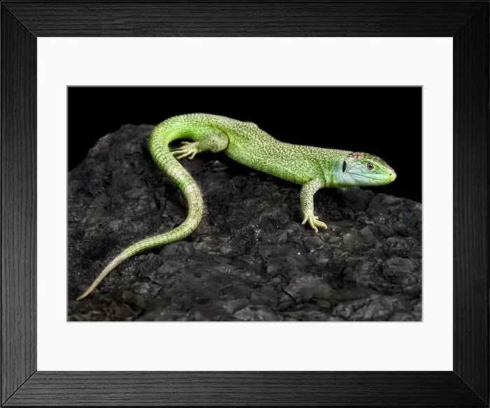 Framed Print : Western green lizard (Lacerta bilineata) Framed Print : Western green lizard (Lacerta bilineata)