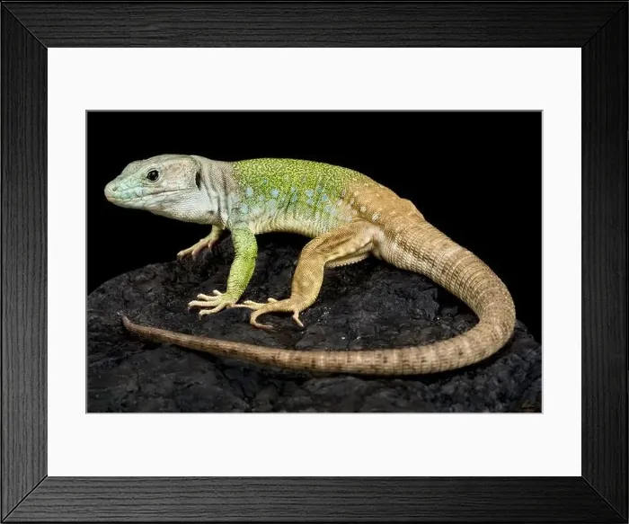 Framed Print : Sierra Nevada lizard (Timon nevadensis) Framed Print : Sierra Nevada lizard (Timon nevadensis)