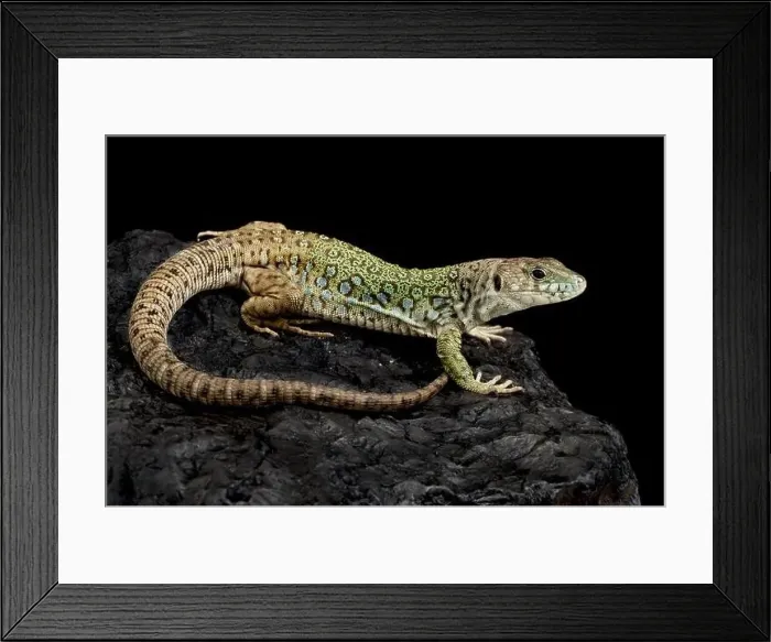 Framed Print : Sierra Nevada lizard (Timon nevadensis) Framed Print : Sierra Nevada lizard (Timon nevadensis)