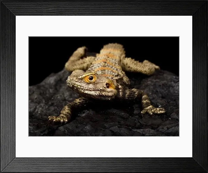 Framed Print : Painted dragon (Laudakia stellio brachydactyla) Framed Print : Painted dragon (Laudakia stellio brachydactyla)