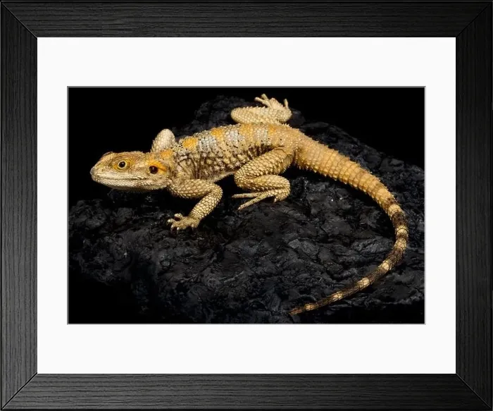 Framed Print : Painted dragon (Laudakia stellio brachydactyla) Framed Print : Painted dragon (Laudakia stellio brachydactyla)