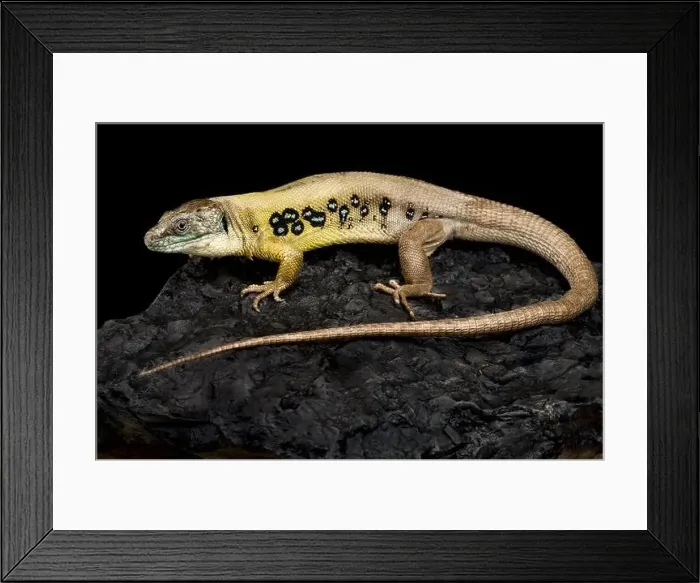 Framed Print : The Zagrosian Occelated lizard (Timon princeps) Framed Print : The Zagrosian Occelated lizard (Timon princeps)