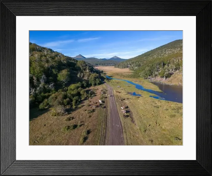 Framed Print : Aerial view of horses in a beaver habitat in Reserva Lago Yeguin on the island Tierra del Fuego Framed Print : Aerial view of horses in a beaver habitat in Reserva Lago Yeguin on the island Tierra del Fuego