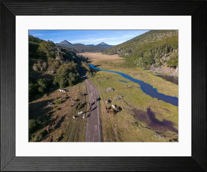 Framed Print : Aerial view of horses in a beaver habitat in Reserva Lago Yeguin on the island Tierra del Fuego Framed Print : Aerial view of horses in a beaver habitat in Reserva Lago Yeguin on the island Tierra del Fuego