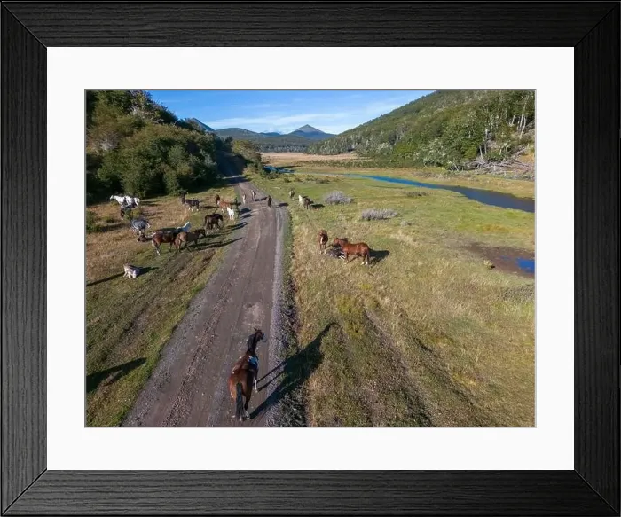 Framed Print : Aerial view of horses in a beaver habitat in Reserva Lago Yeguin on the island Tierra del Fuego Framed Print : Aerial view of horses in a beaver habitat in Reserva Lago Yeguin on the island Tierra del Fuego