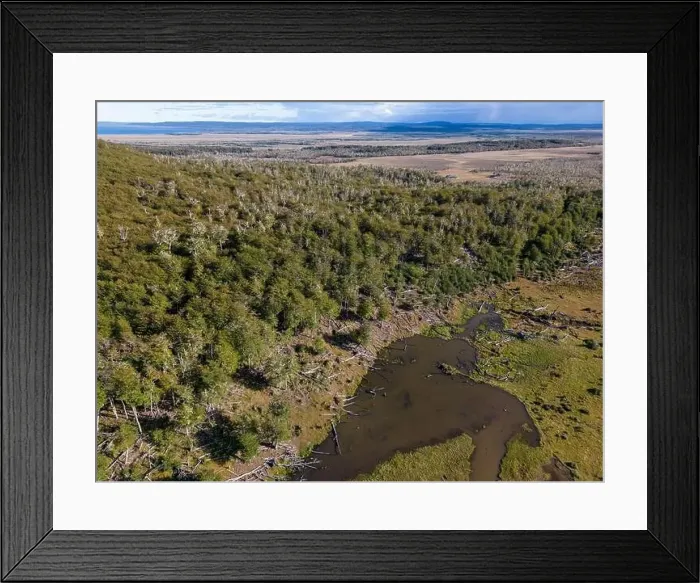 Framed Print : Aerial view of a beaver habitat in Reserva Lago Yeguin on the island Tierra del Fuego, Argentina, South America Framed Print : Aerial view of a beaver habitat in Reserva Lago Yeguin on the island Tierra del Fuego, Argentina, South America