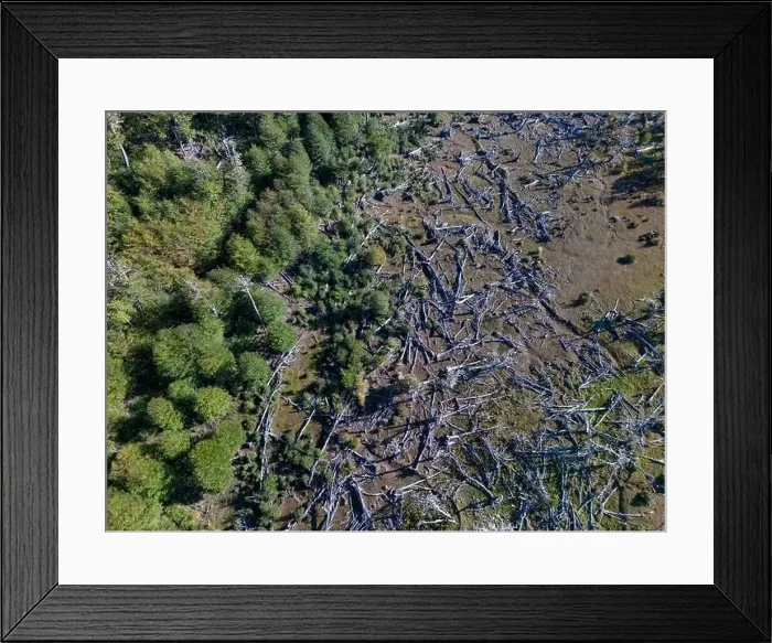 Framed Print : Aerial view of a beaver habitat in Reserva Lago Yeguin on the island Tierra del Fuego, Argentina, South America Framed Print : Aerial view of a beaver habitat in Reserva Lago Yeguin on the island Tierra del Fuego, Argentina, South America