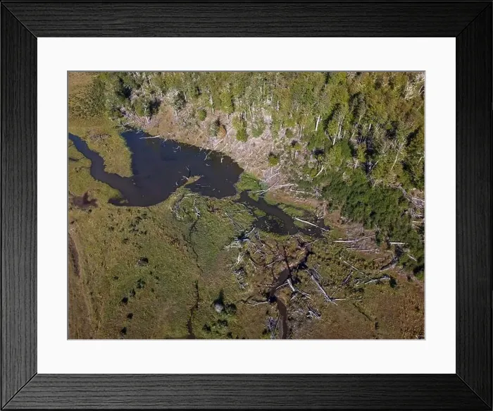 Framed Print : Aerial view of a beaver habitat in Reserva Lago Yeguin on the island Tierra del Fuego, Argentina, South America Framed Print : Aerial view of a beaver habitat in Reserva Lago Yeguin on the island Tierra del Fuego, Argentina, South America