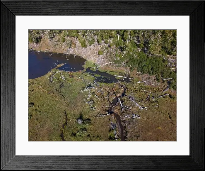 Framed Print : Aerial view of a beaver habitat in Reserva Lago Yeguin on the island Tierra del Fuego, Argentina, South America Framed Print : Aerial view of a beaver habitat in Reserva Lago Yeguin on the island Tierra del Fuego, Argentina, South America