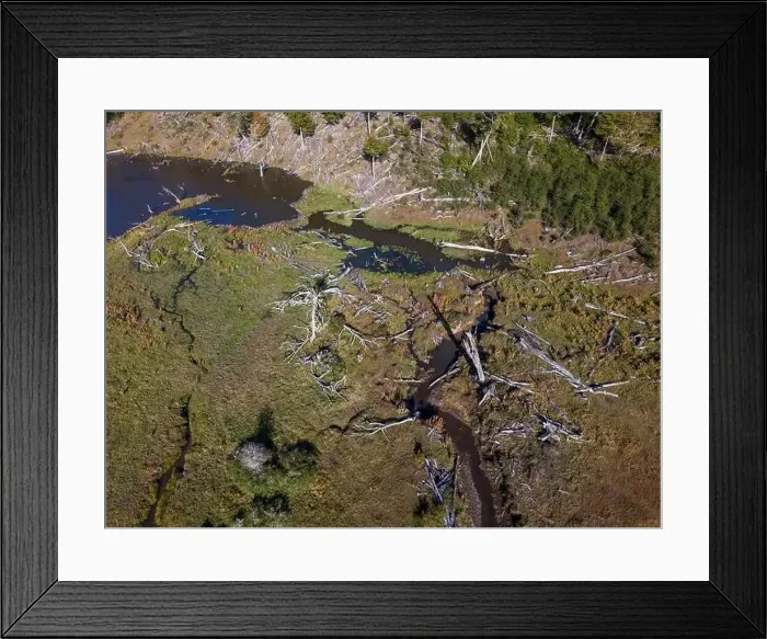 Framed Print : Aerial view of a beaver habitat in Reserva Lago Yeguin on the island Tierra del Fuego, Argentina, South America Framed Print : Aerial view of a beaver habitat in Reserva Lago Yeguin on the island Tierra del Fuego, Argentina, South America