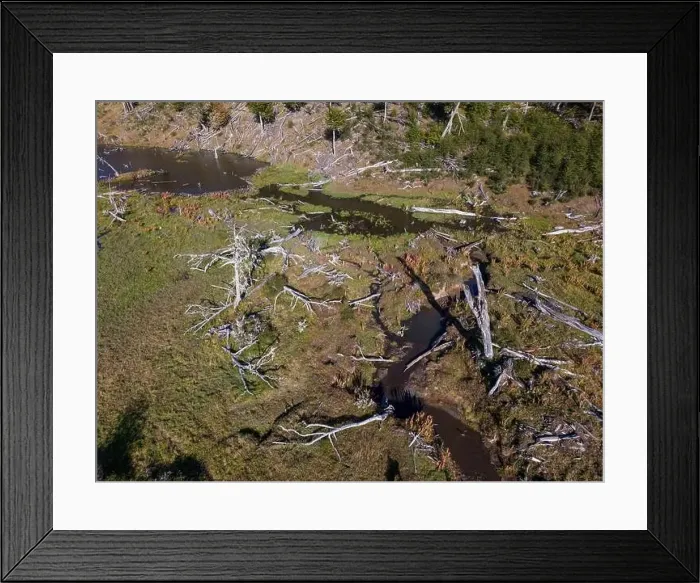 Framed Print : Aerial view of a beaver habitat in Reserva Lago Yeguin on the island Tierra del Fuego, Argentina, South America Framed Print : Aerial view of a beaver habitat in Reserva Lago Yeguin on the island Tierra del Fuego, Argentina, South America