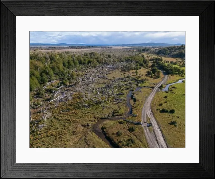 Framed Print : Aerial view of a beaver habitat in Reserva Lago Yeguin on the island Tierra del Fuego, Argentina, South America Framed Print : Aerial view of a beaver habitat in Reserva Lago Yeguin on the island Tierra del Fuego, Argentina, South America