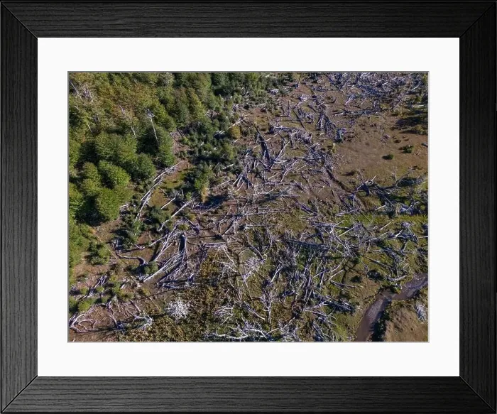 Framed Print : Aerial view of a beaver habitat in Reserva Lago Yeguin on the island Tierra del Fuego, Argentina, South America Framed Print : Aerial view of a beaver habitat in Reserva Lago Yeguin on the island Tierra del Fuego, Argentina, South America