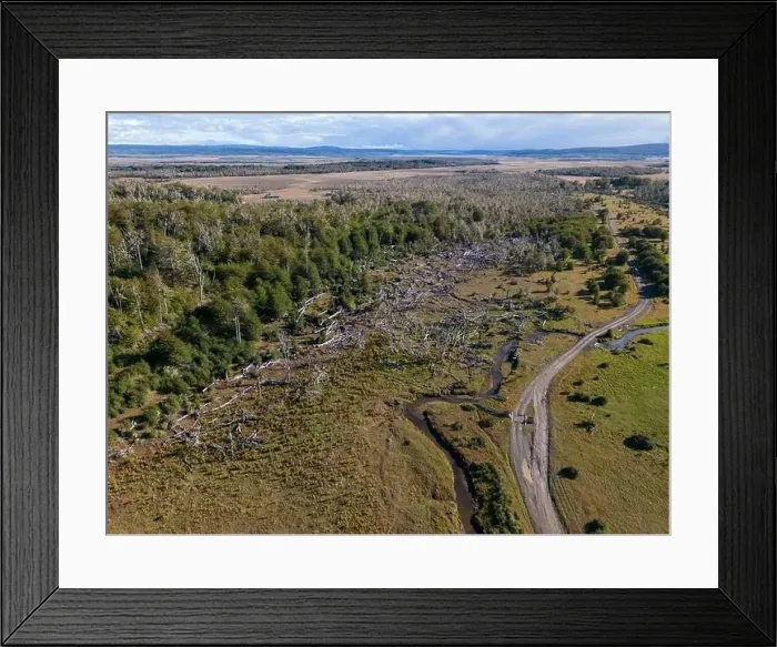 Framed Print : Aerial view of a beaver habitat in Reserva Lago Yeguin on the island Tierra del Fuego, Argentina, South America Framed Print : Aerial view of a beaver habitat in Reserva Lago Yeguin on the island Tierra del Fuego, Argentina, South America