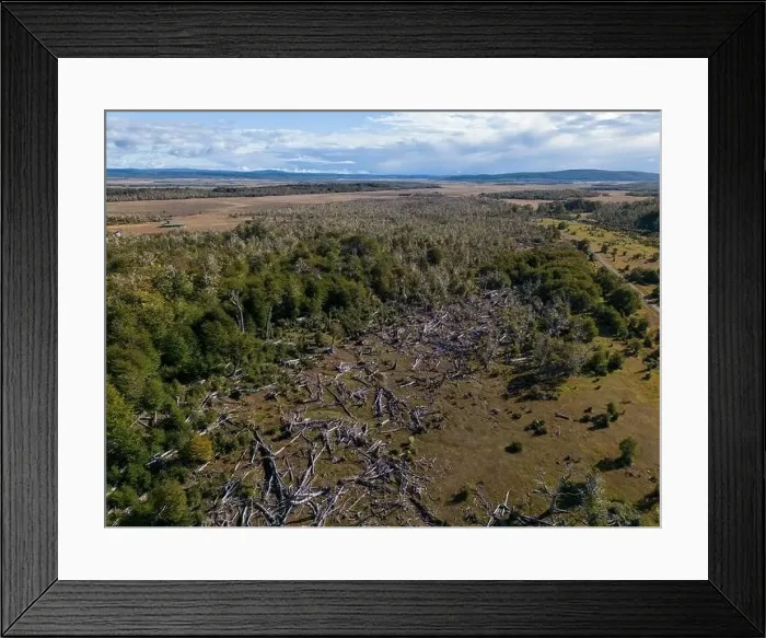 Framed Print : Aerial view of a beaver habitat in Reserva Lago Yeguin on the island Tierra del Fuego, Argentina, South America Framed Print : Aerial view of a beaver habitat in Reserva Lago Yeguin on the island Tierra del Fuego, Argentina, South America