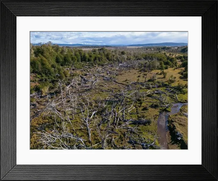 Framed Print : Aerial view of a beaver habitat in Reserva Lago Yeguin on the island Tierra del Fuego, Argentina, South America Framed Print : Aerial view of a beaver habitat in Reserva Lago Yeguin on the island Tierra del Fuego, Argentina, South America