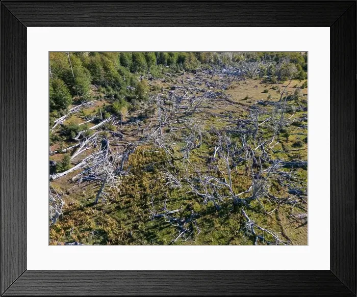 Framed Print : Aerial view of a beaver habitat in Reserva Lago Yeguin on the island Tierra del Fuego, Argentina, South America Framed Print : Aerial view of a beaver habitat in Reserva Lago Yeguin on the island Tierra del Fuego, Argentina, South America