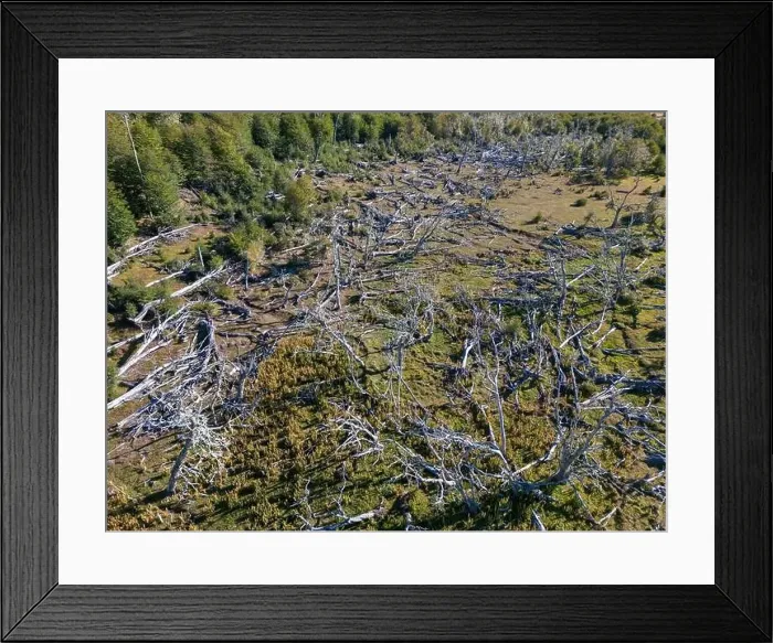 Framed Print : Aerial view of a beaver habitat in Reserva Lago Yeguin on the island Tierra del Fuego, Argentina, South America Framed Print : Aerial view of a beaver habitat in Reserva Lago Yeguin on the island Tierra del Fuego, Argentina, South America