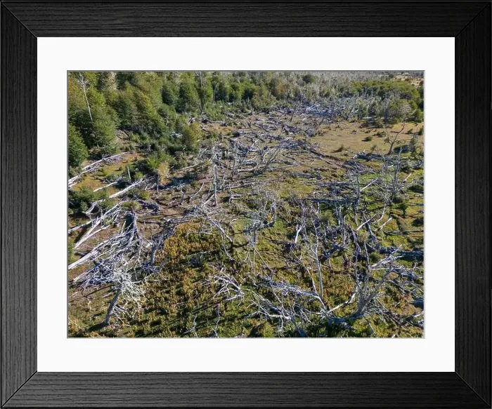 Framed Print : Aerial view of a beaver habitat in Reserva Lago Yeguin on the island Tierra del Fuego, Argentina, South America Framed Print : Aerial view of a beaver habitat in Reserva Lago Yeguin on the island Tierra del Fuego, Argentina, South America