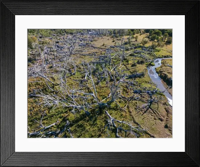 Framed Print : Aerial view of a beaver habitat in Reserva Lago Yeguin on the island Tierra del Fuego, Argentina, South America Framed Print : Aerial view of a beaver habitat in Reserva Lago Yeguin on the island Tierra del Fuego, Argentina, South America