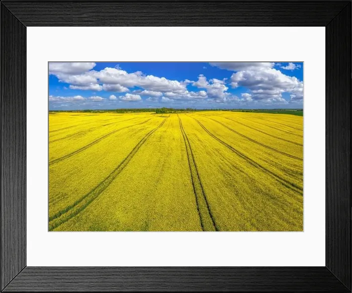 Framed Print : Rapeseed flowering Framed Print : Rapeseed flowering