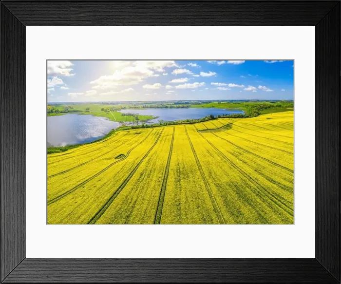 Framed Print : Rapeseed flowering Framed Print : Rapeseed flowering