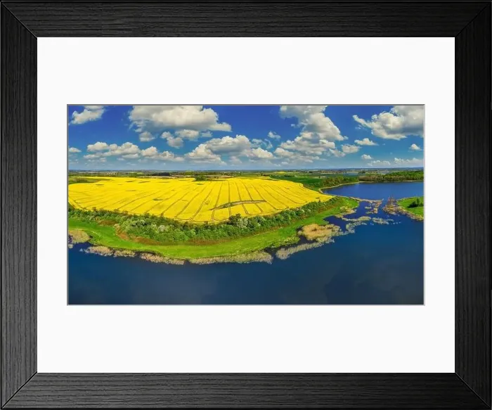 Framed Print : Rapeseed flowering Framed Print : Rapeseed flowering