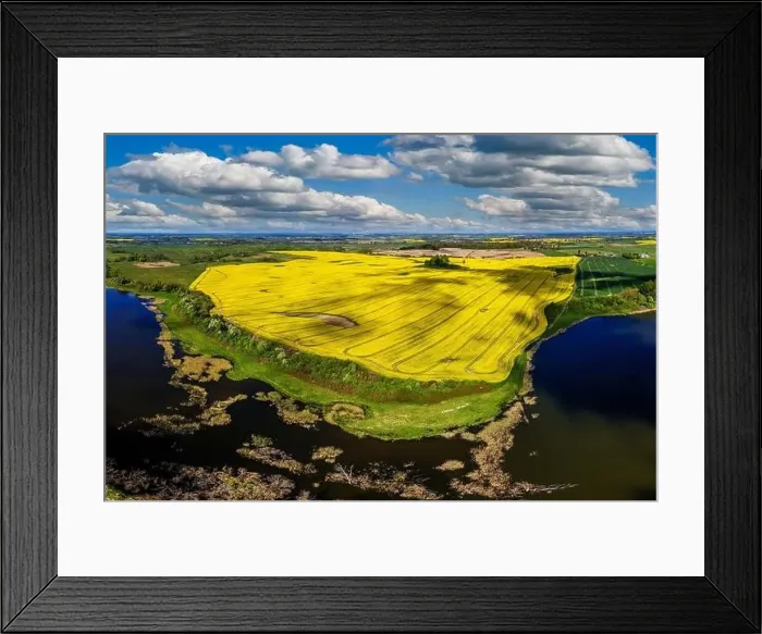 Framed Print : Rapeseed flowering Framed Print : Rapeseed flowering