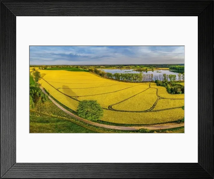 Framed Print : Rapeseed flowering Framed Print : Rapeseed flowering