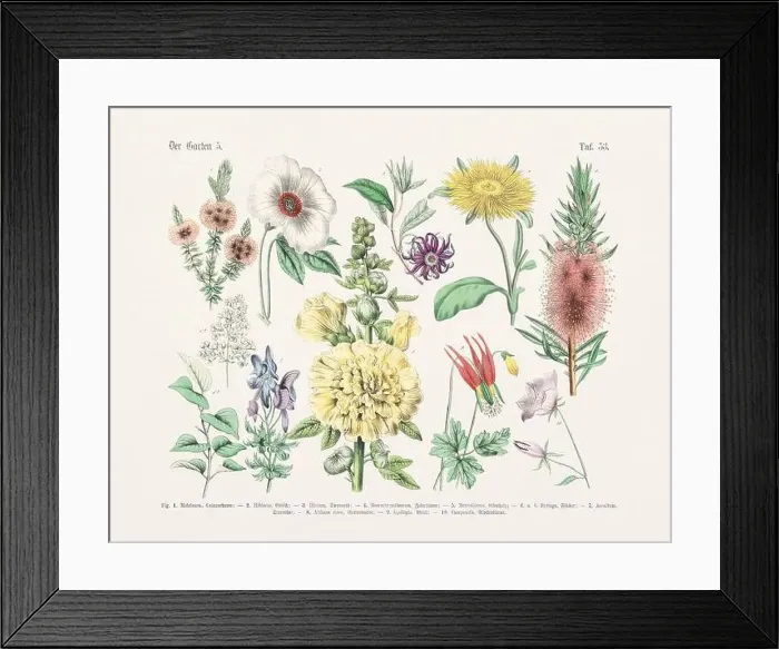 Framed Print : Flower Ilustration. Vintage Botanical Floral Chart Framed Print : Flower Ilustration. Vintage Botanical Floral Chart