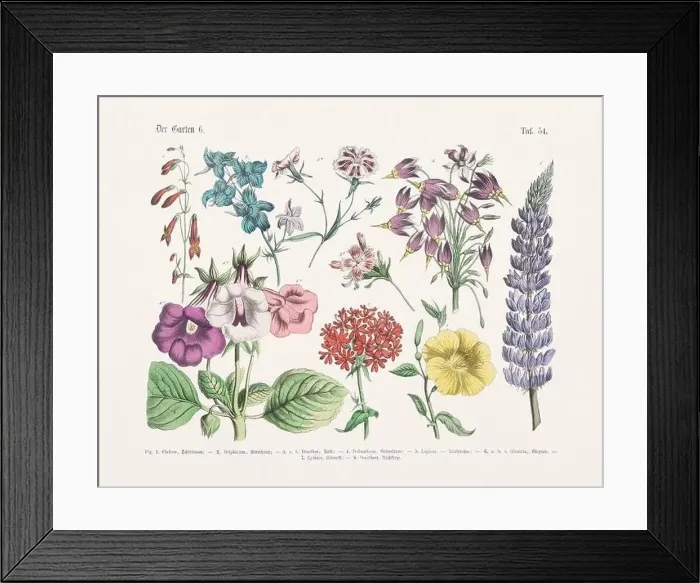 Framed Print : Flower Ilustration. Vintage Botanical Floral Chart Framed Print : Flower Ilustration. Vintage Botanical Floral Chart