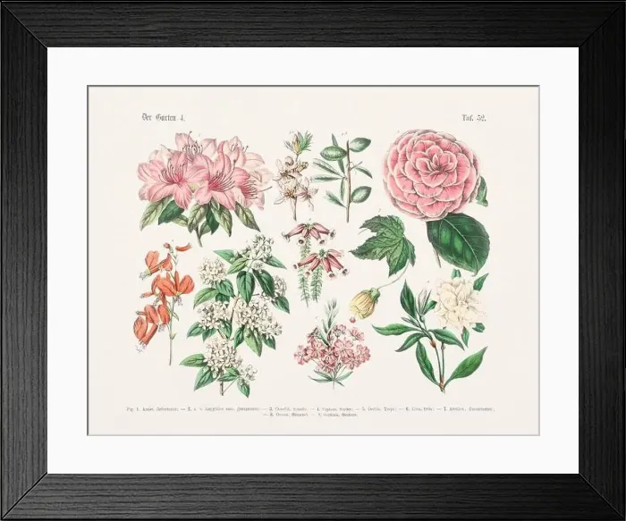 Framed Print : Flower Ilustration. Vintage Botanical Floral Chart Framed Print : Flower Ilustration. Vintage Botanical Floral Chart