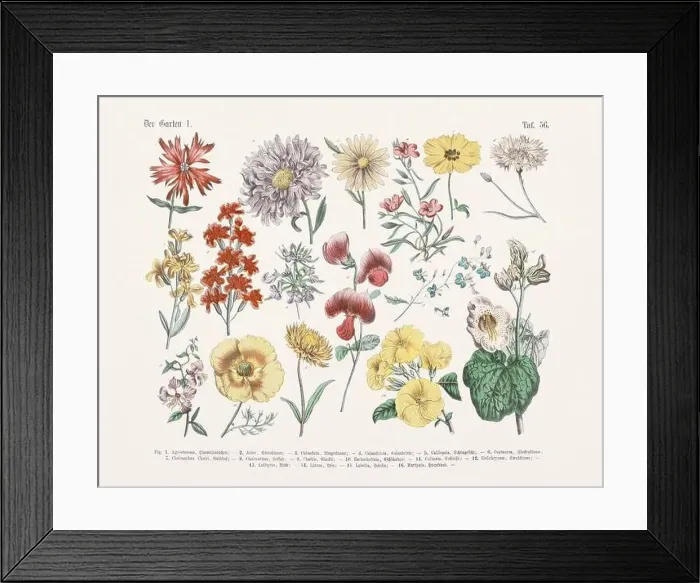 Framed Print : Flower Ilustration. Vintage Botanical Floral Chart Framed Print : Flower Ilustration. Vintage Botanical Floral Chart