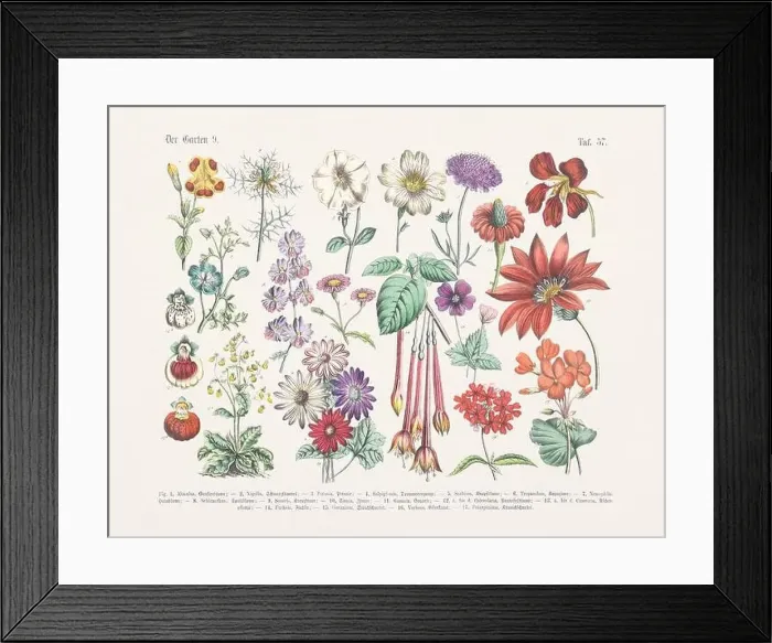 Framed Print : Flower Ilustration. Vintage Botanical Floral Chart Framed Print : Flower Ilustration. Vintage Botanical Floral Chart