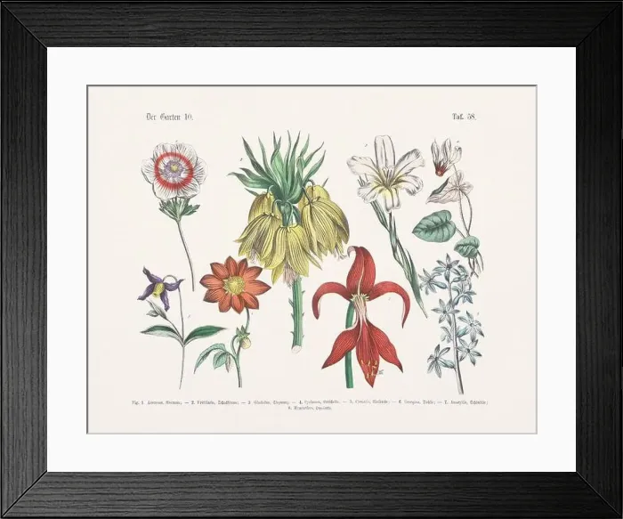 Framed Print : Flower Ilustration. Vintage Botanical Floral Chart Framed Print : Flower Ilustration. Vintage Botanical Floral Chart
