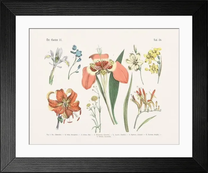 Framed Print : Flower Ilustration. Vintage Botanical Floral Chart Framed Print : Flower Ilustration. Vintage Botanical Floral Chart