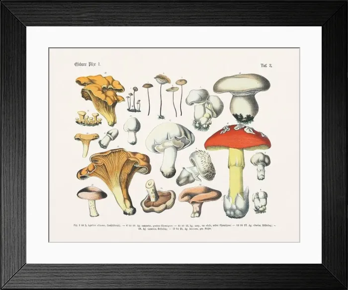 Framed Print : Edible Mushrooms Framed Print : Edible Mushrooms