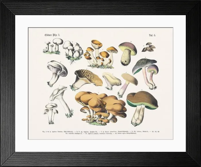 Framed Print : Edible Mushrooms Framed Print : Edible Mushrooms