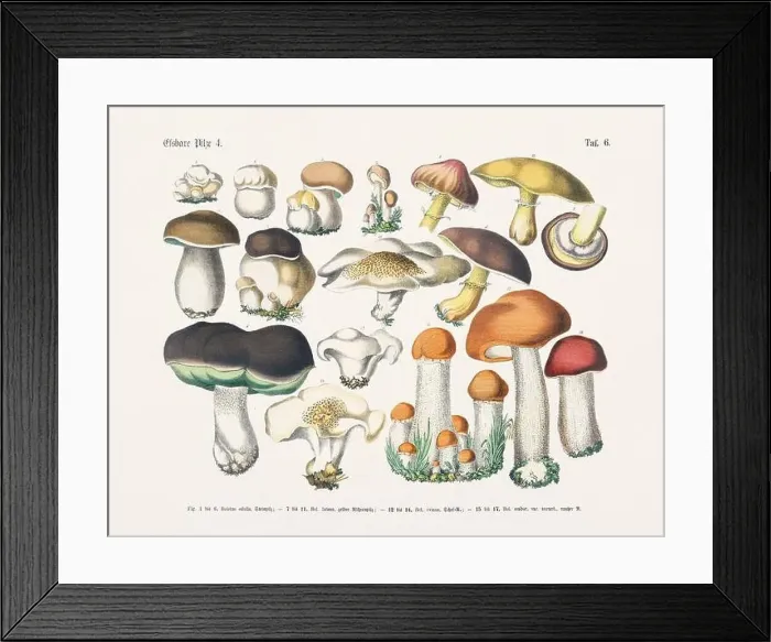 Framed Print : Edible Mushrooms Framed Print : Edible Mushrooms