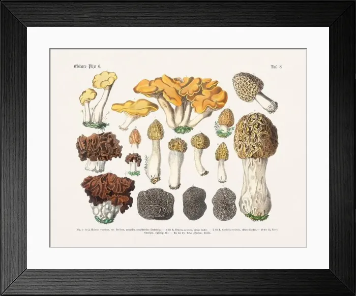 Framed Print : Edible Mushrooms Framed Print : Edible Mushrooms
