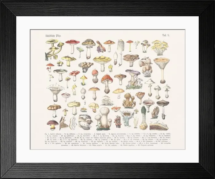 Framed Print : Non Edible Mushrooms - Psychotropic Fungi Framed Print : Non Edible Mushrooms - Psychotropic Fungi
