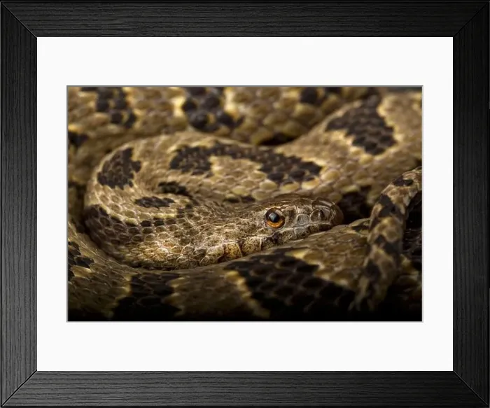 Framed Print : Brown water snake (Nerodia taxispilota) Framed Print : Brown water snake (Nerodia taxispilota)