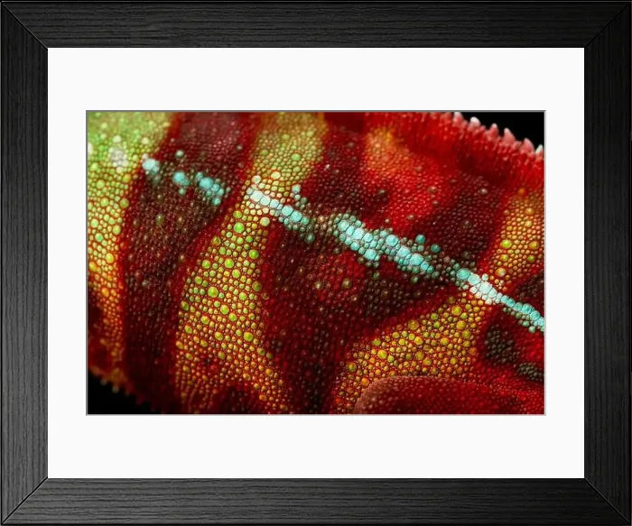 Framed Print : Chameleon skin detail (Furcifer pardalis) Framed Print : Chameleon skin detail (Furcifer pardalis)