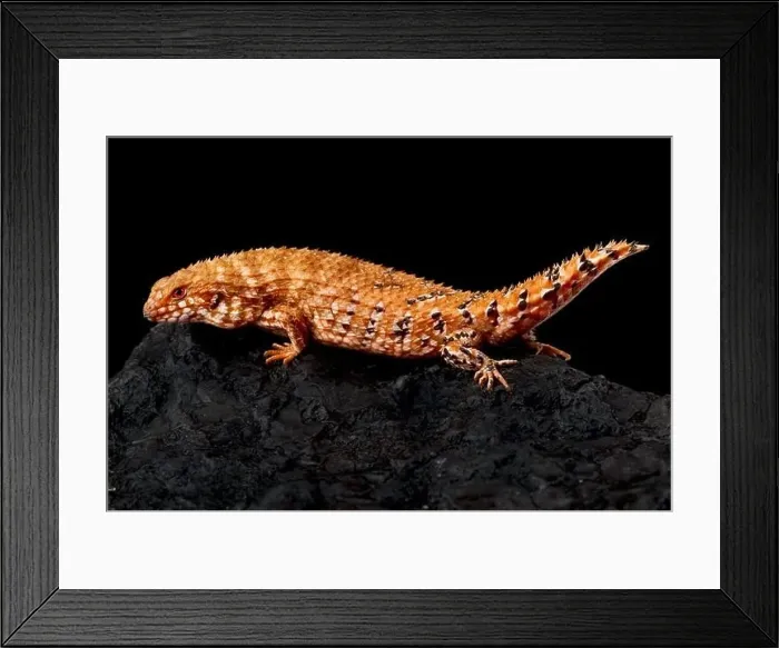Framed Print : Eastern Pilbara Spiny-tailed Skink (Egernia epsisolus) Framed Print : Eastern Pilbara Spiny-tailed Skink (Egernia epsisolus)